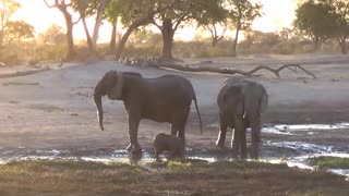 Adorable Baby Elephant Have Fun In Mud Bath