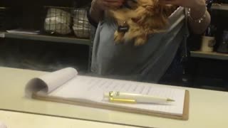 Tan dog in owners pouch getting pet
