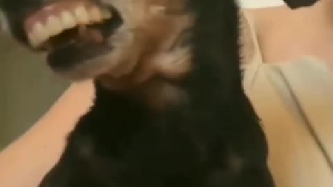 dog, teeth, funny