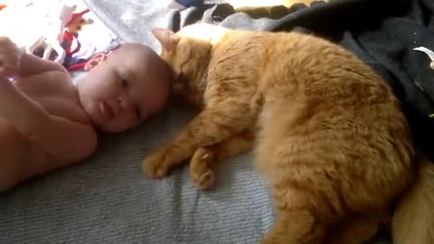 Cat Attacks Baby With Love