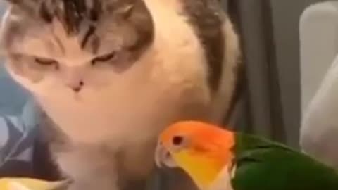 Cat and bird is fight