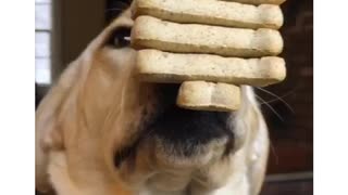 Labrador holds dog treats stacked on mouth and nose