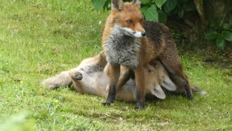 Suckling fox cubs