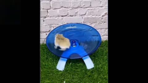 Best video of cute animals on the internet