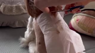 Shih Tzu Gets A Hair Trim