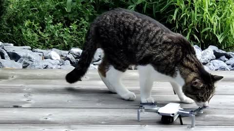 Cat and Drone- Cat spots a drone