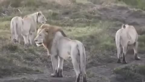 AMAZING LION HUNTING NEWBORN WILDEBEEST Wildebeest Giving Birth Lion vs Leopard , Monkey