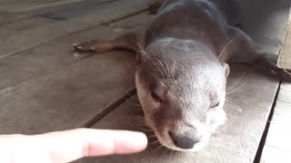 Sleepy Otter