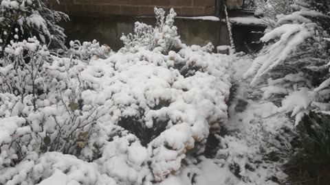 Chrysanthemums frozen in the snow