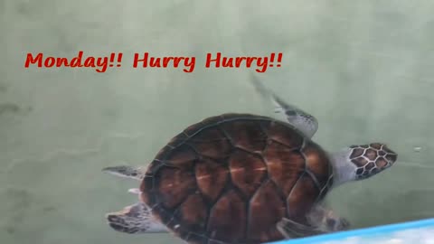 Finny tortoise video