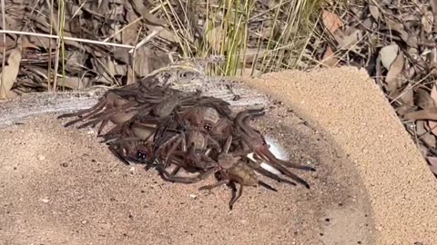 Man Comes Across a Pile of Huntsman Spiders