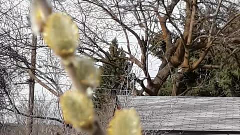 Honey Bees on Willow Buds