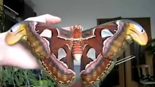 GIANT BUTTERFLY 😱😱😱