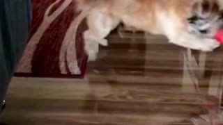 Dog chases his ball in slow motion