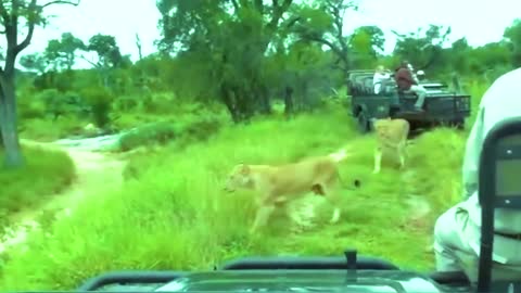 Lion Attack on Safari Car in Indian National park