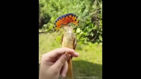 Funny Amazonian royal flycatcher