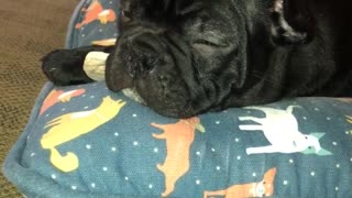Sleepy black french bulldog dog laying on blue animal pillow falls asleep