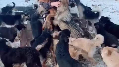 Dogs at the Shelter Greet the Owner