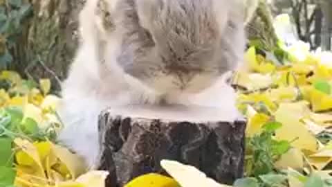 baby rabbit dance with baby shark song