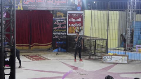 Wild Ragging Show Of Cobra Show In Egypt