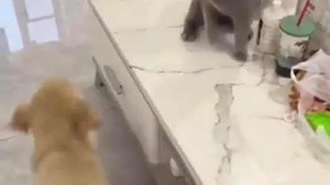 Cats taking revenge on dog by training hard 😂