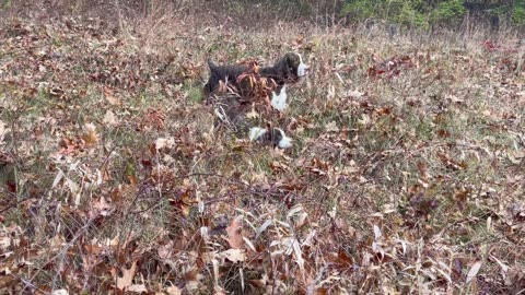 English Springer Spaniels Playing in a Meadow in New England in the Fall