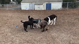 Pack of dogs play tug-of-war at the same time