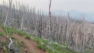 Central Oregon - Mount Jefferson Wilderness - Spooky dead forest is hauntingly beautiful