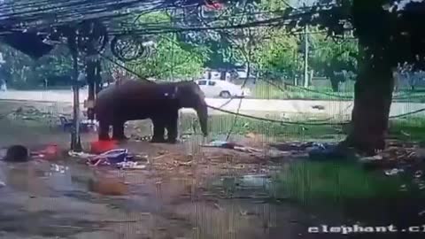 elephant attack capture in CCTV footage