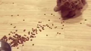 Brown puppy dog eats kibble off of wood floor next to metal bowl