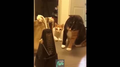 Cute Cats Reactions To Old Clock - Funny Animals