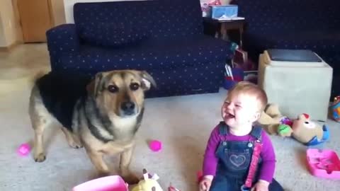 A child play with big golden dog