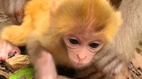 Baby monkey newborn cute animals and mom 10