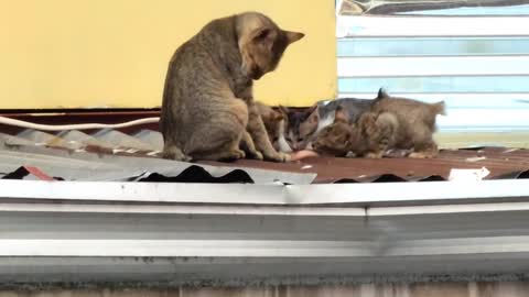 Stray Cat Brings Breakfast to Kittens