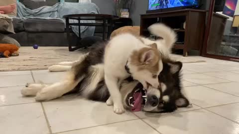 Cuteness overload: Pomsky and Malamute