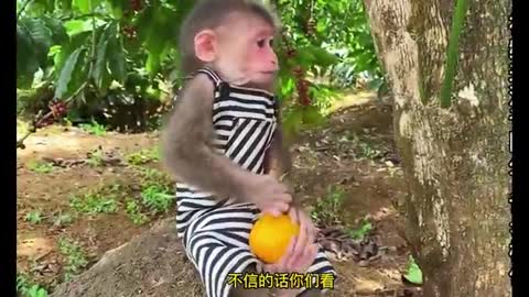 clever little monkey