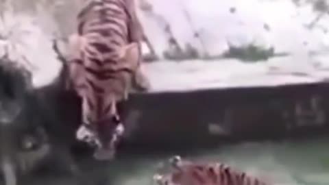 The donkey falls into the water and the tiger attacks to see who wins