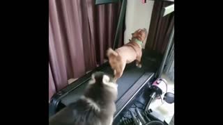 Two dogs are playing on the treadmill