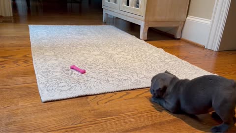 French Bulldog Puppy - Playing with New Toy🍖