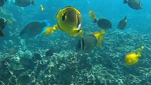 oceanlover#underwater#yellowtang