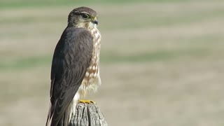 Hawk chilling on an old fence post