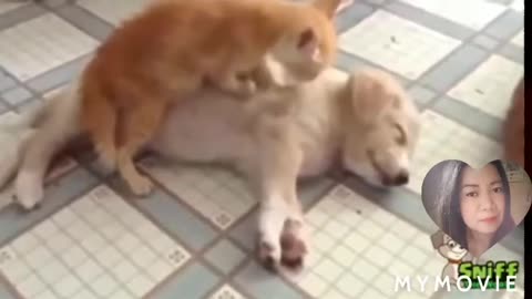 Watch this funny, cute dog that can make your day and can make you relax ( stress reliever)