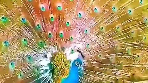Beautiful peafowl / peacock.