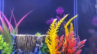 Aquariums Goldfish and Betta fish