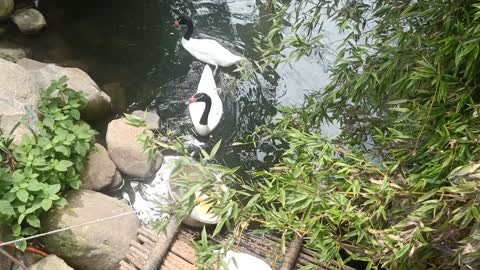 Bamboo grows in the water is also very refreshing