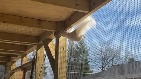 Woman Spends Months Saving A White Squirrel