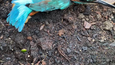 Kind Woman Gently Removes a Kingfisher From Her Kitchen