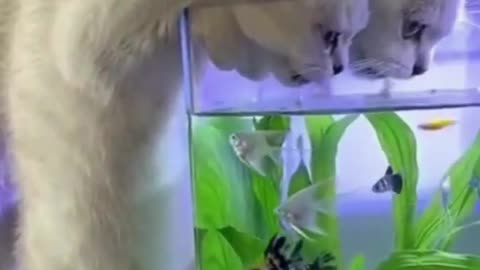 Cats and Aquarium