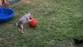 Adorable pup and his basketball