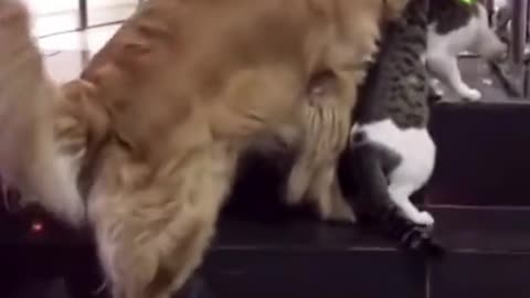 A cute dog always wants to mediate a fight between two cats